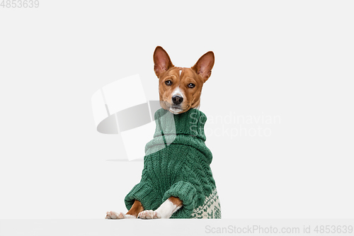 Image of Cute puppy of Basenji dog posing in green sweater isolated over white background