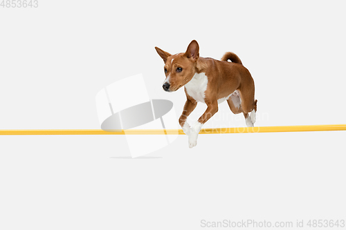 Image of Cute puppy of Basenji dog posing isolated over white background