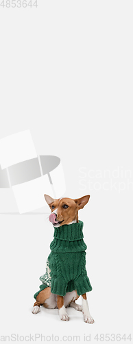 Image of Cute puppy of Basenji dog posing in green sweater isolated over white background