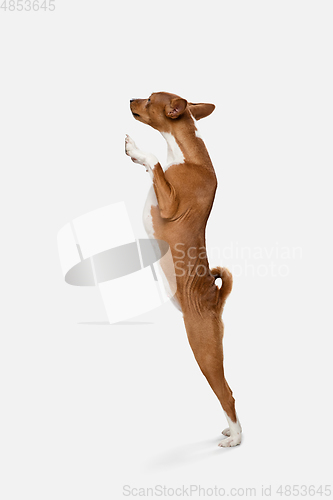 Image of Cute puppy of Basenji dog posing isolated over white background