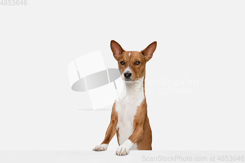 Image of Cute puppy of Basenji dog posing isolated over white background