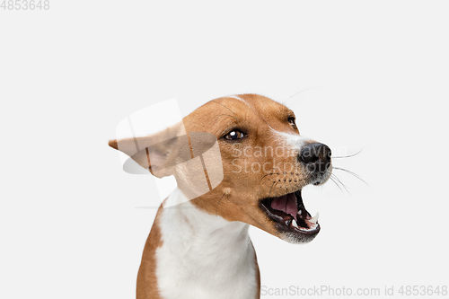 Image of Cute puppy of Basenji dog posing isolated over white background