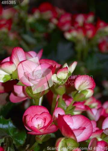 Image of Colored flowers
