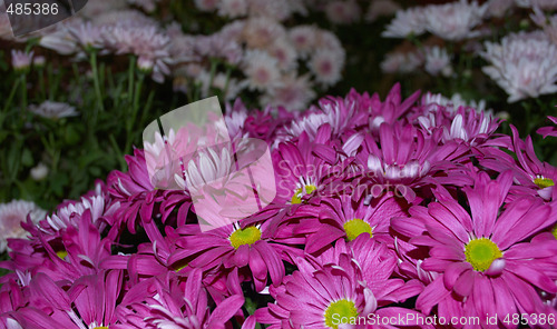 Image of Colored flowers