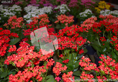 Image of Colored flowers