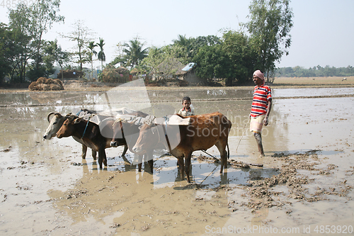 Image of Farmers plowing agricultural field in traditional way where a plow is attached to bulls in Gosaba, West Bengal, India