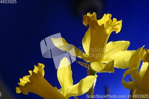 Image of Daffodil flowers