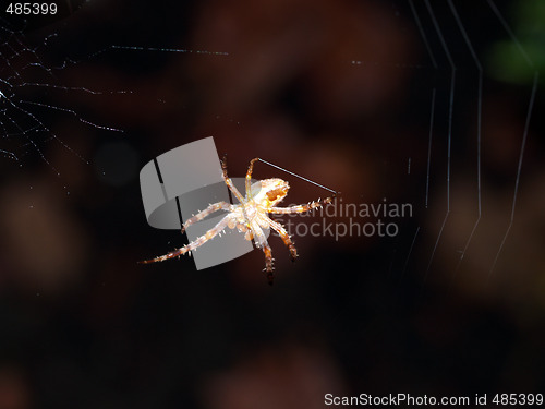 Image of closeup of yellow spider spinning web thread