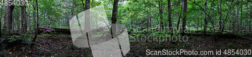 Image of Natural deciduous autumnal forest panorama