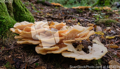 Image of Polyporus borealis(Climacocystis borealis) in fall