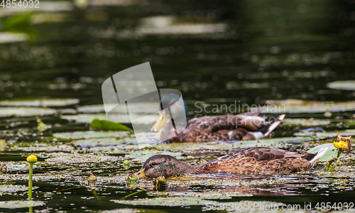 Image of Mallard (Anas platyrhynchos) female during foraging