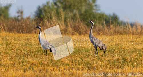 Image of Two Cranes(Grus grus) in summertime