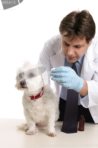 Image of Vet treating a pet dog