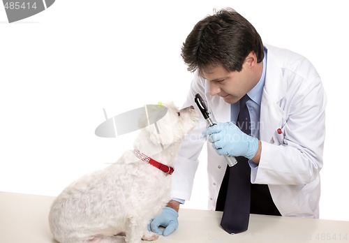 Image of Vet checks dogs eyes