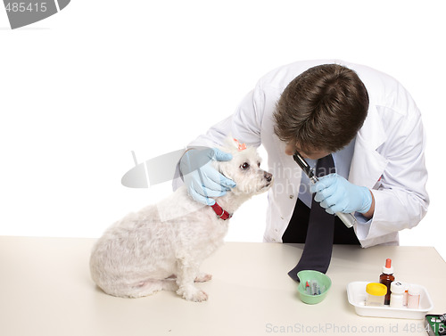 Image of Veterinary checkup