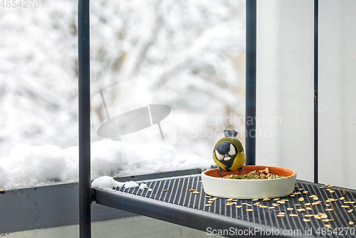 Image of bird feeder with tit