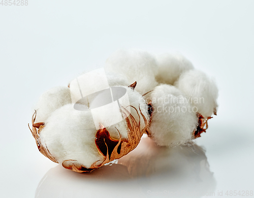 Image of cotton plant flowers
