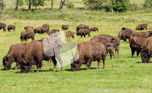 Image of American bison (Bison bison) simply buffalo