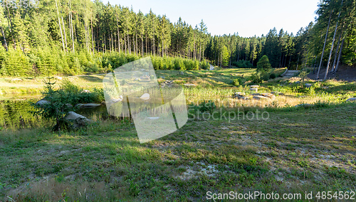 Image of pond in the summer forest