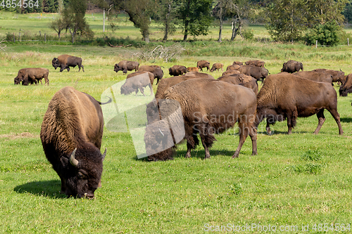 Image of American bison (Bison bison) simply buffalo