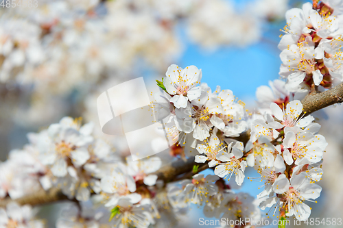Image of blossom flowers branch spring time