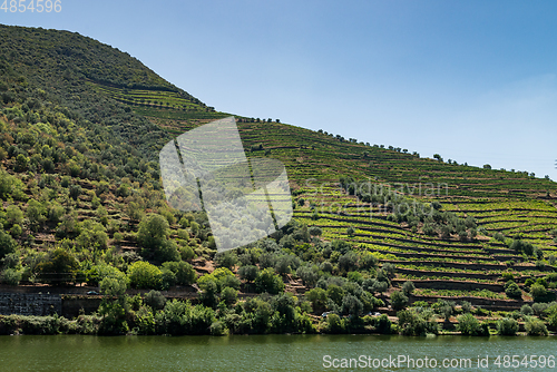 Image of Point of view shot of terraced vineyards in Douro Valley