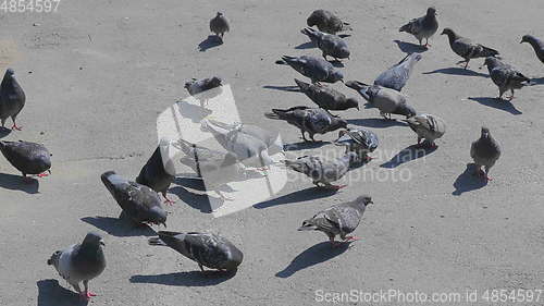 Image of Flock of pigeons feeding on the town square