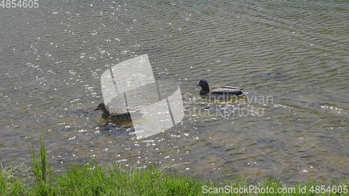 Image of Ducks on walk floating in the pond water.