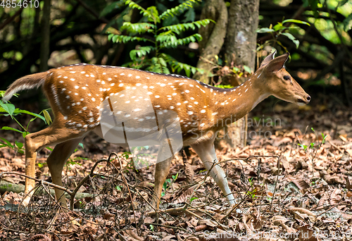 Image of spotted or sika deer in the jungle