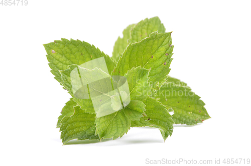 Image of Peppermint on white background