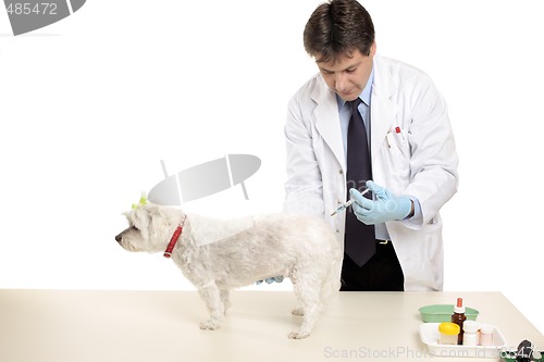 Image of Animal receiving an injection