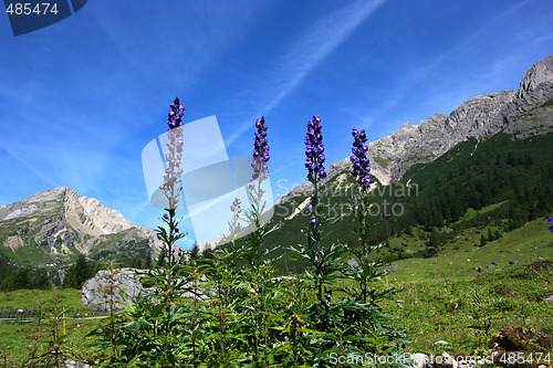 Image of Monkshood flowers