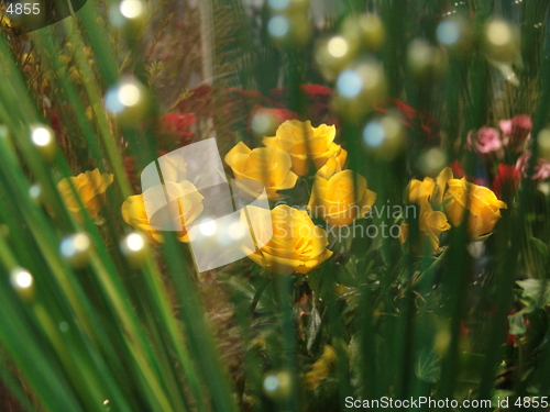 Image of Roses and gras