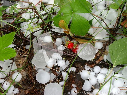 Image of Hail and Wild Strawberry