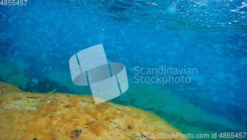 Image of Underwater rock covered with algae.