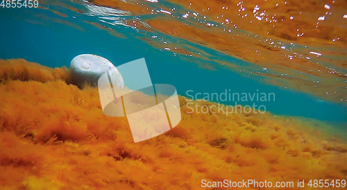 Image of Underwater rock covered with algae.