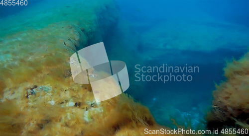 Image of Underwater rock covered with algae.