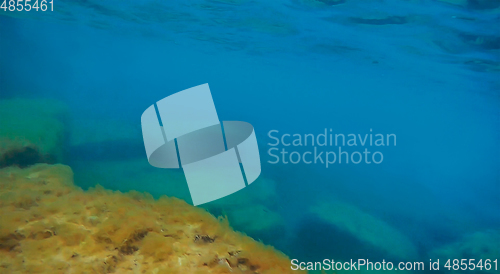 Image of Underwater rock covered with algae.