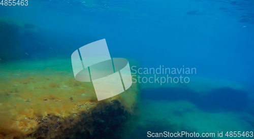 Image of Underwater rock covered with algae.