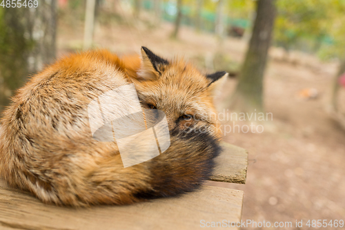 Image of Sleepy fox