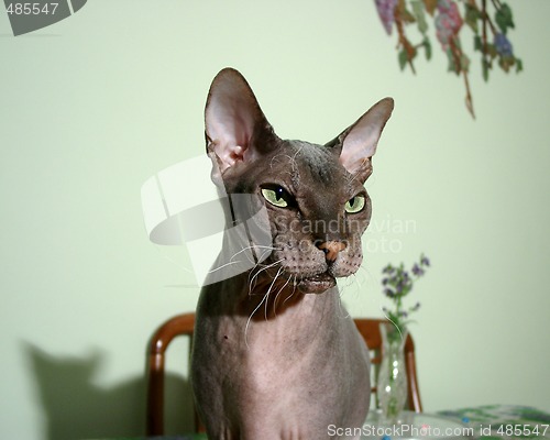 Image of Head of Sphinx Cat