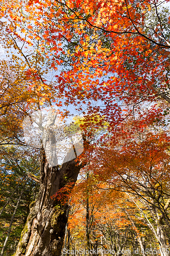 Image of Autumn maple leaves