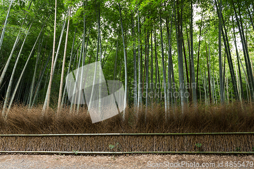 Image of Arashiyama Bamboo Groves