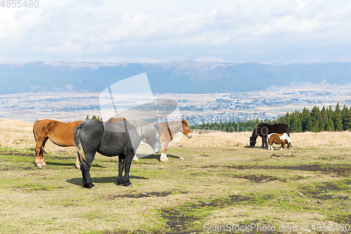 Image of Horses on a farm