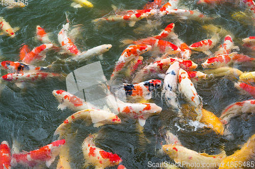 Image of Colorful koi fish