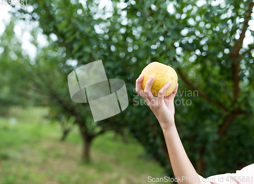 Image of Hand holding a pear in a farm