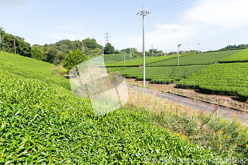 Image of Tea Plantation