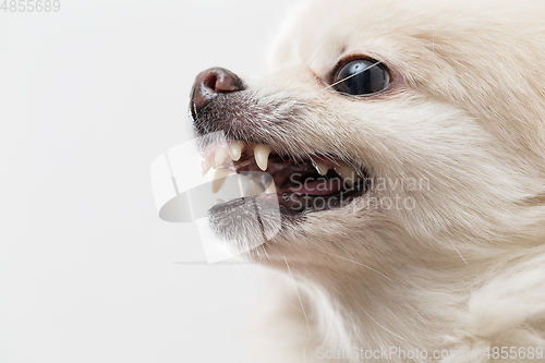 Image of White pomeranian dog getting angry