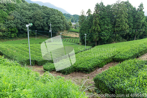 Image of Beautiful pattern of tea field