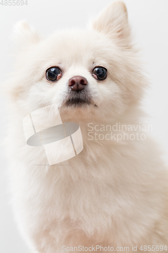 Image of White Pomeranian 